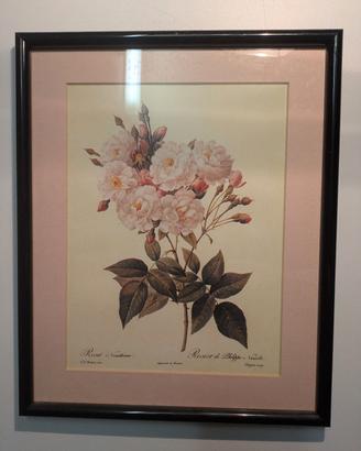 Quadri con stampe botaniche 
