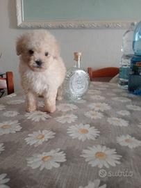 Cucciola di barboncina toy