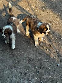Cucciole di San Bernardo