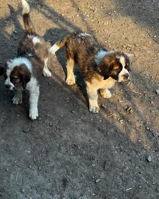 Cucciole di San Bernardo