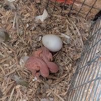 Parrocchetto grande Alessandrini