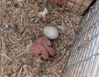 Parrocchetto grande Alessandrini