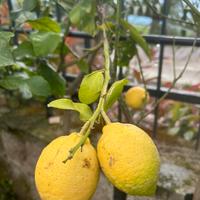 Piante di limoni