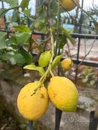 Piante di limoni