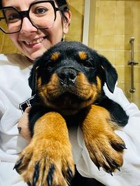 Cuccioli rottweiler
