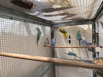 Parrocchetti dal collare riproduttivi