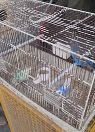 Coppia cocoriti per cove