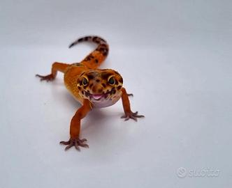 Geco leopardino