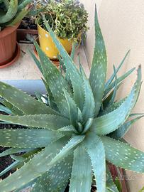 Aloe vera