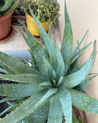 Aloe vera