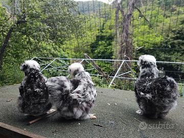 Galline morosetta, motlled