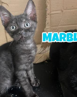 Marble è Ninety gattini di 3 mesi
