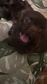 chihuahua con pedigree 