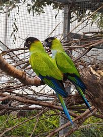 Pappagalli che parlano