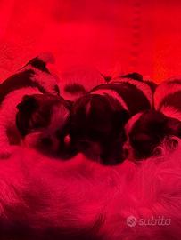 Cuccioli Shih Tzu