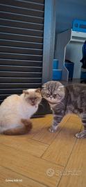 Meravigliosi gattini Scottish (fold e straight )