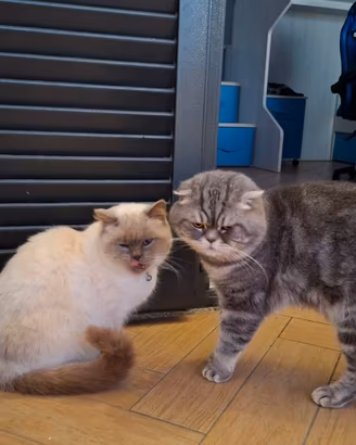 Meravigliosi gattini Scottish (fold e straight )