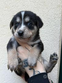 Cuccioli padre Husky madre simil Labrador