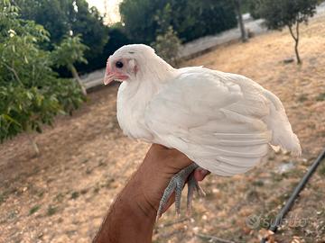Australorp bianchi, wyandotte oro orlo nero