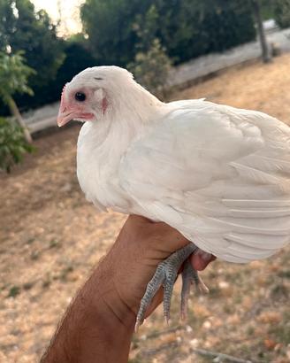 Australorp bianchi, wyandotte oro orlo nero
