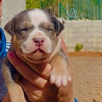 Cuccioli di American Pitbull Terrier UKC