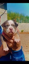 Cuccioli di American Pitbull Terrier UKC
