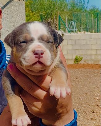 Cuccioli di American Pitbull Terrier UKC