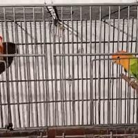 Inseparabili coppia - femmina gialla-maschio verde