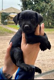 Patterdale terrier