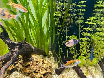 Pesci acquario barbus