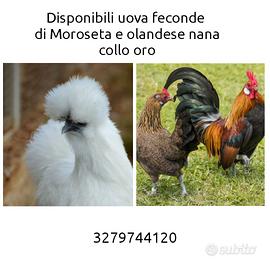 Moroseta e olandese nana collo oro