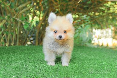 Cucciolo di Volpino di Pomerania Toy