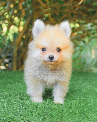 Cucciolo di Volpino di Pomerania Toy