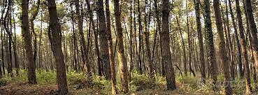 Bosco prato nel comune di chiuppano