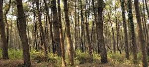 Bosco prato nel comune di chiuppano