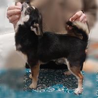 Chihuahua maschio per monta riproduzione