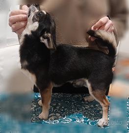 Chihuahua maschio per monta riproduzione