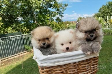 Cuccioli di Spitz Pomerania