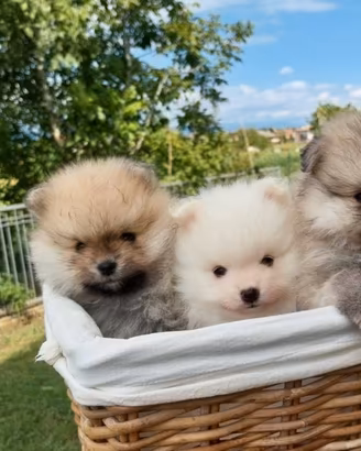 Cuccioli di Spitz Pomerania