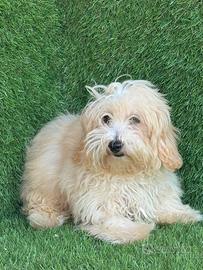Maltipoo