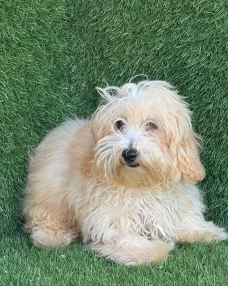 Maltipoo