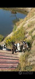 Caprette Tibetane