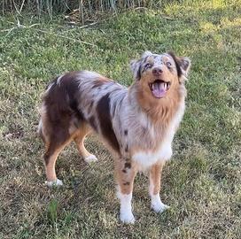 Cuccioli di pastore australiano