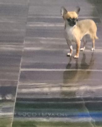 yhg chihuahua mini Toy 