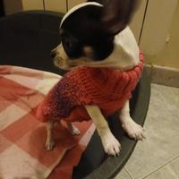 Chihuahua recupero spese obbligo sterilizzazione