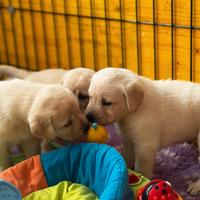 Cuccioli di labrador con pedigree