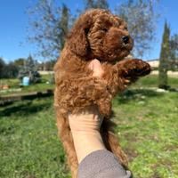 Cucciola barboncino Toy