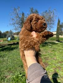 Cucciola barboncino Toy