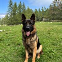 Pastore tedesco maschio per monta con pedigree