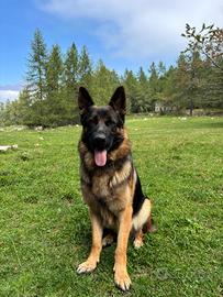 Pastore tedesco maschio per monta con pedigree